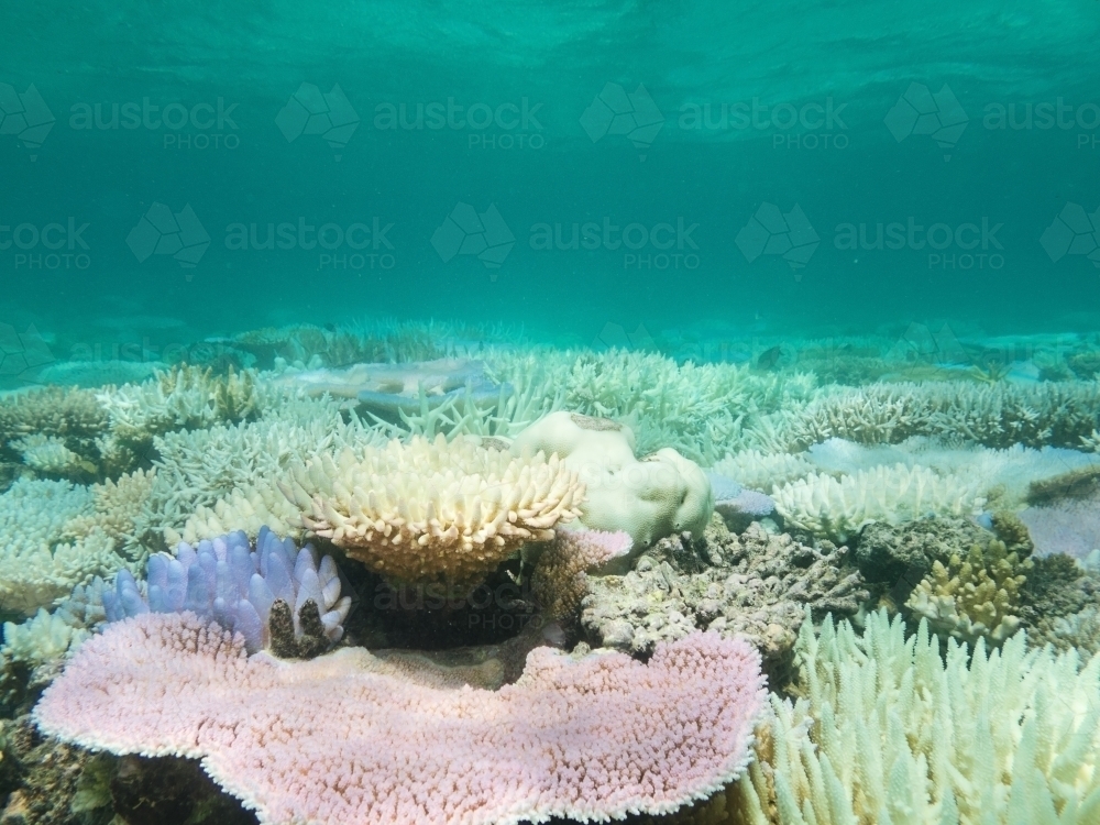 Pale pink and mauve coral amongst dead white coral - Australian Stock Image