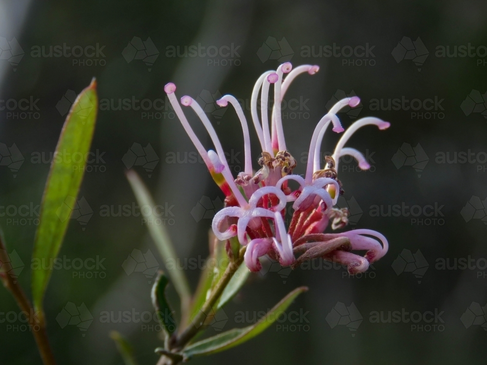 Pale pink flowers of Grevillea sericea on a dark background - Australian Stock Image
