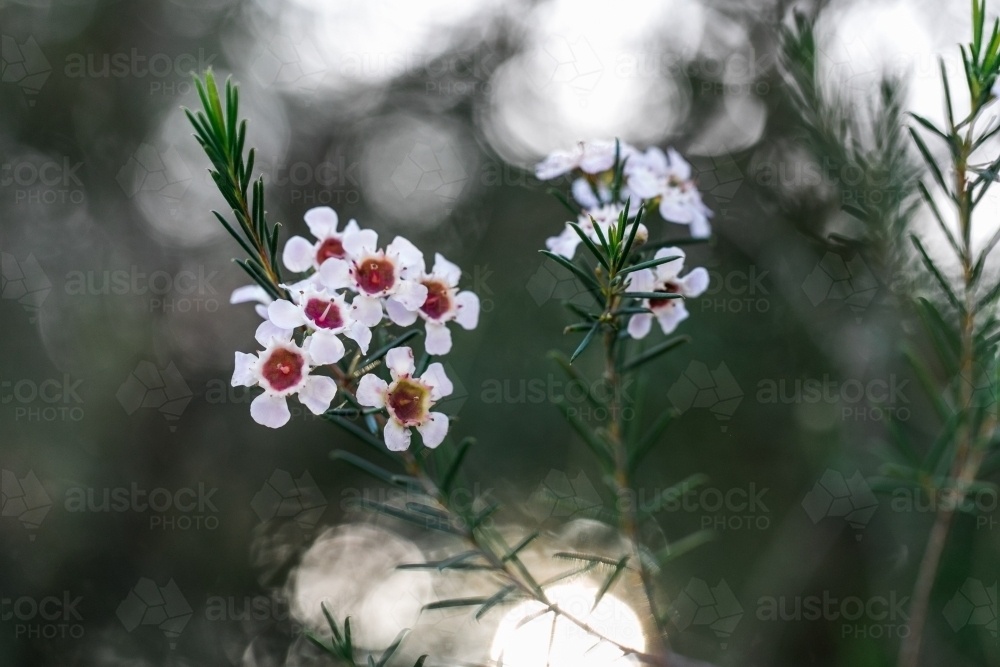 Pale pink Geraldton wax flower close-up macro - Australian Stock Image