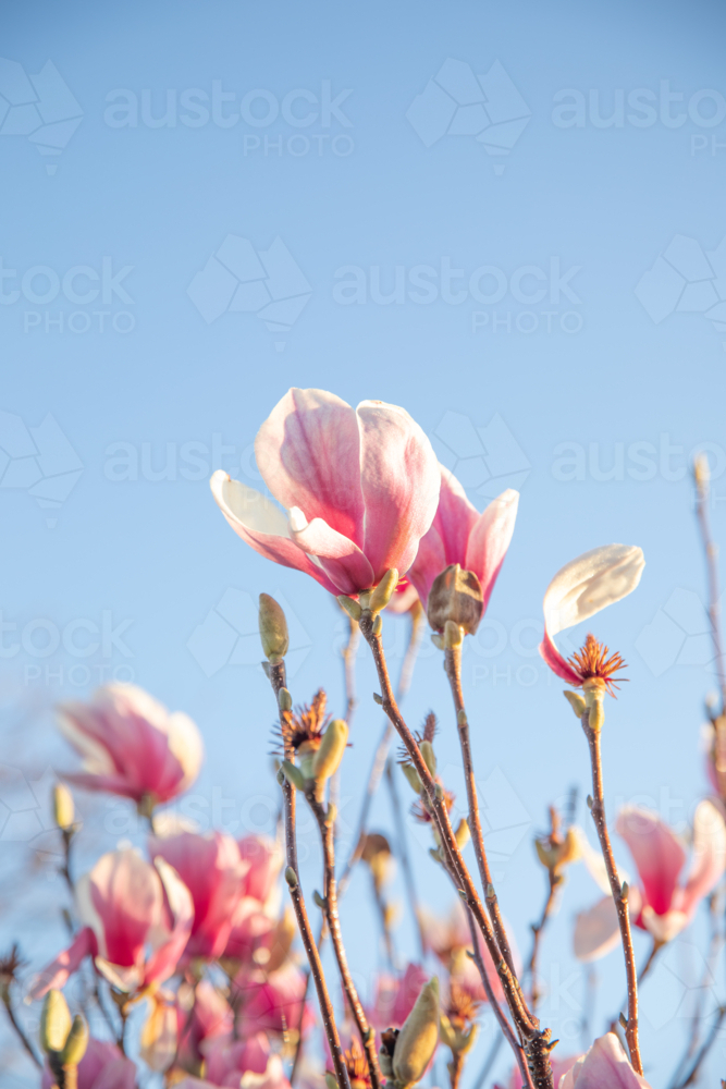 Pale pink magnolias against a blue sky - Australian Stock Image