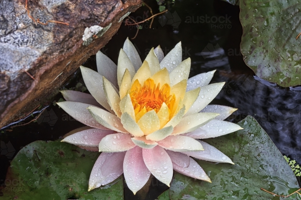 Pale pink waterlily in pond - Australian Stock Image