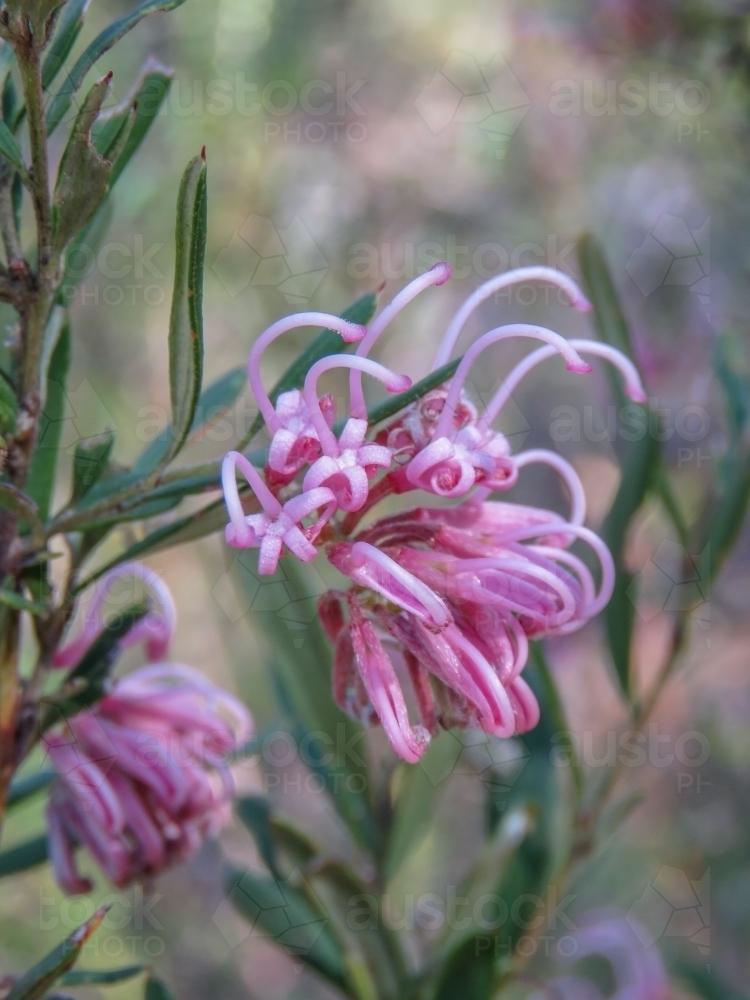 Pale pink wild Grevillea flowers with bokeh background - Australian Stock Image