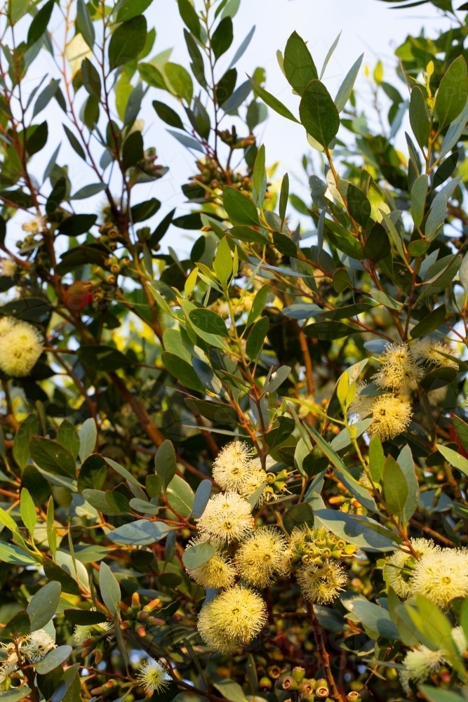 Pale yellow blossom on native tree - Australian Stock Image