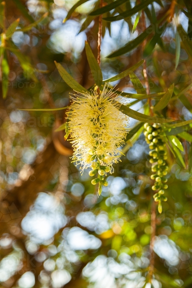 Pale yellow bottlebrush flower - native bush plant - Australian Stock Image