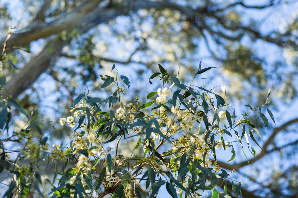 Pale yellow gum blossom flowers among leaves of eucalyptus tree overhead in bushland - Australian Stock Image