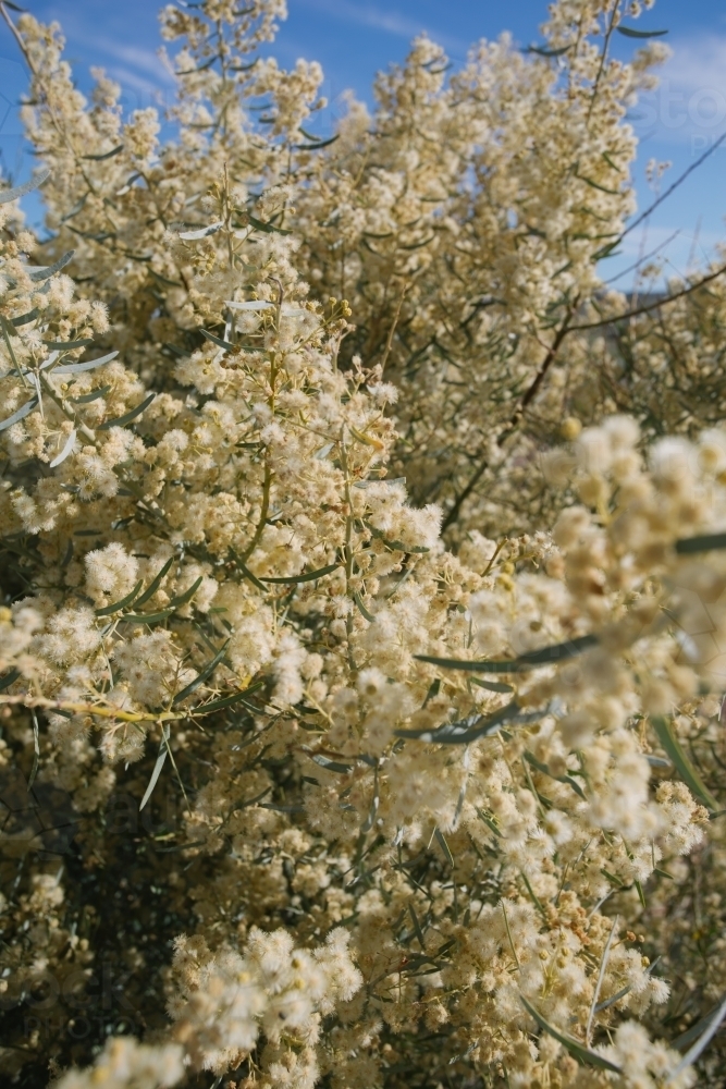 Pale yellow wattle flowers close up - Australian Stock Image