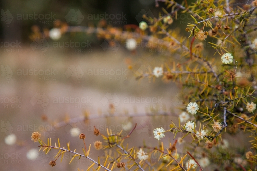 Pale yellow wattle flowers on a small bush in the paddock - Australian Stock Image