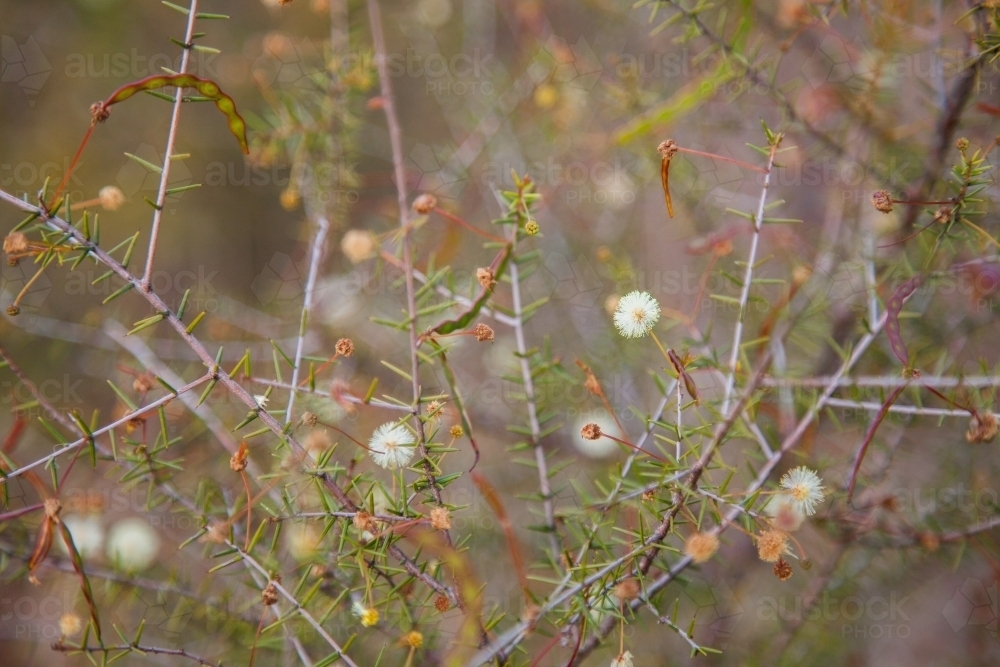 Pale yellow wattle flowers on a small bush in the paddock - Australian Stock Image