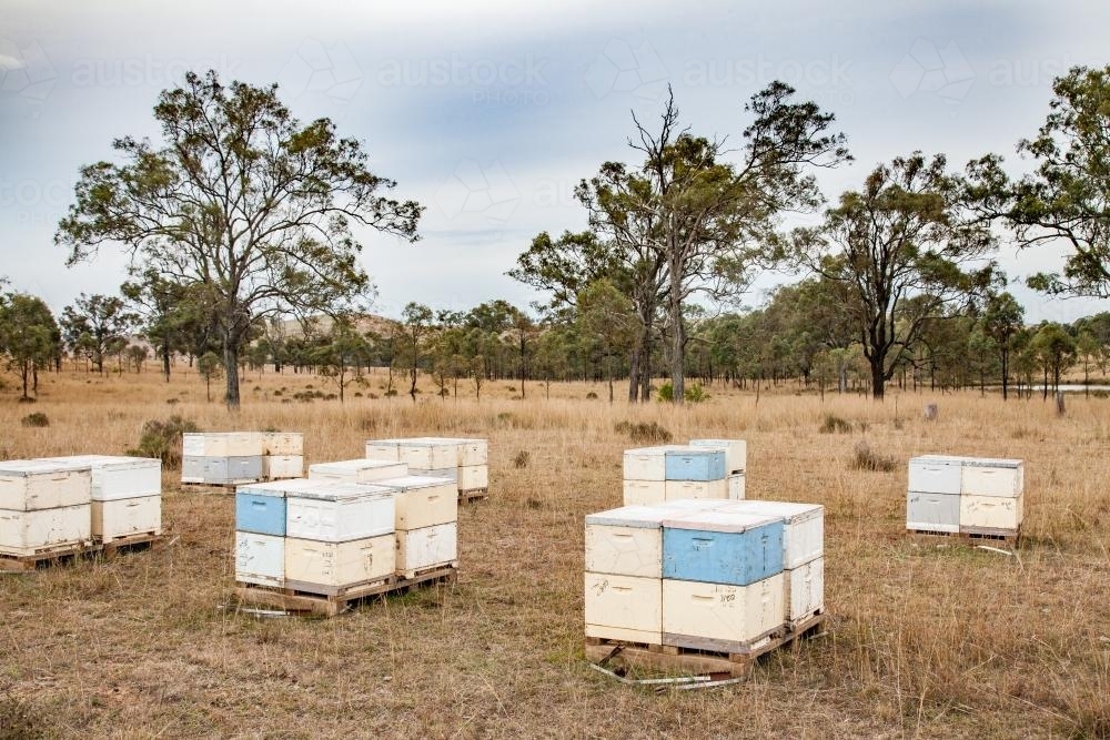 Pallets of beehives in a paddock - Australian Stock Image