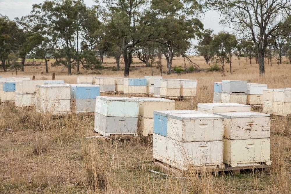 Pallets of beehives in a paddock - Australian Stock Image