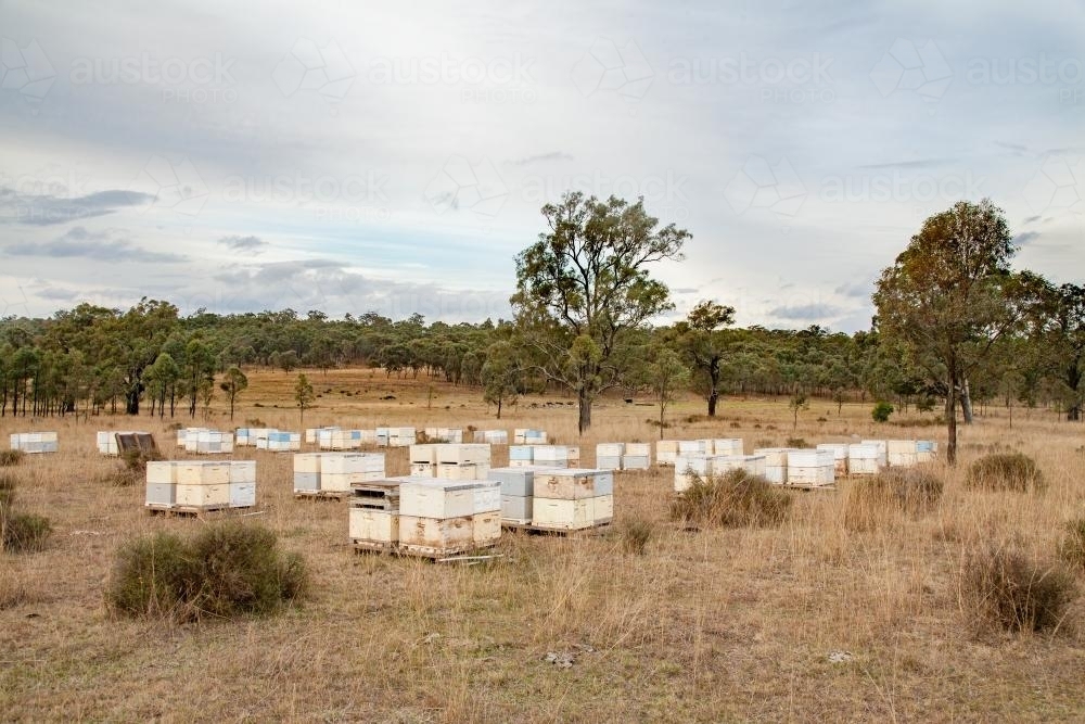 Pallets of beehives in a paddock - Australian Stock Image