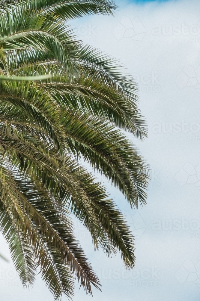 Palm branches against a cloudy sky. - Australian Stock Image