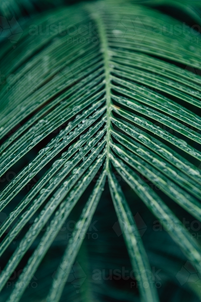 palm frond with water droplets - Australian Stock Image