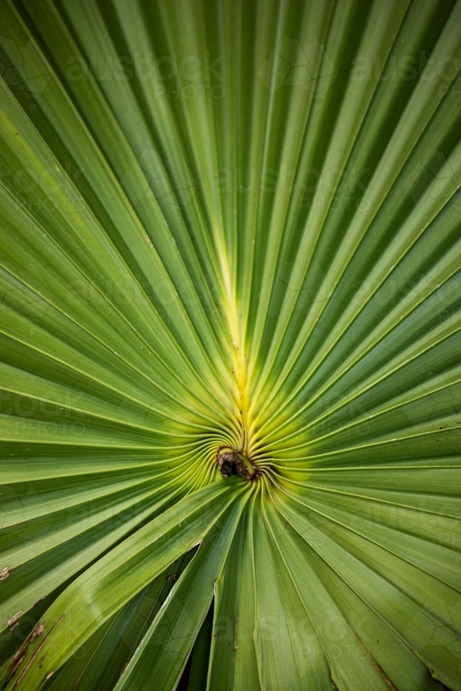 palm fronds radiating from centre - Australian Stock Image