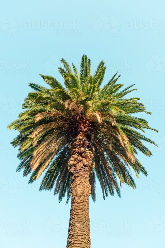 palm on blue sky background - Australian Stock Image