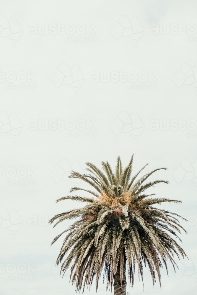 palm tree and copy space - Australian Stock Image