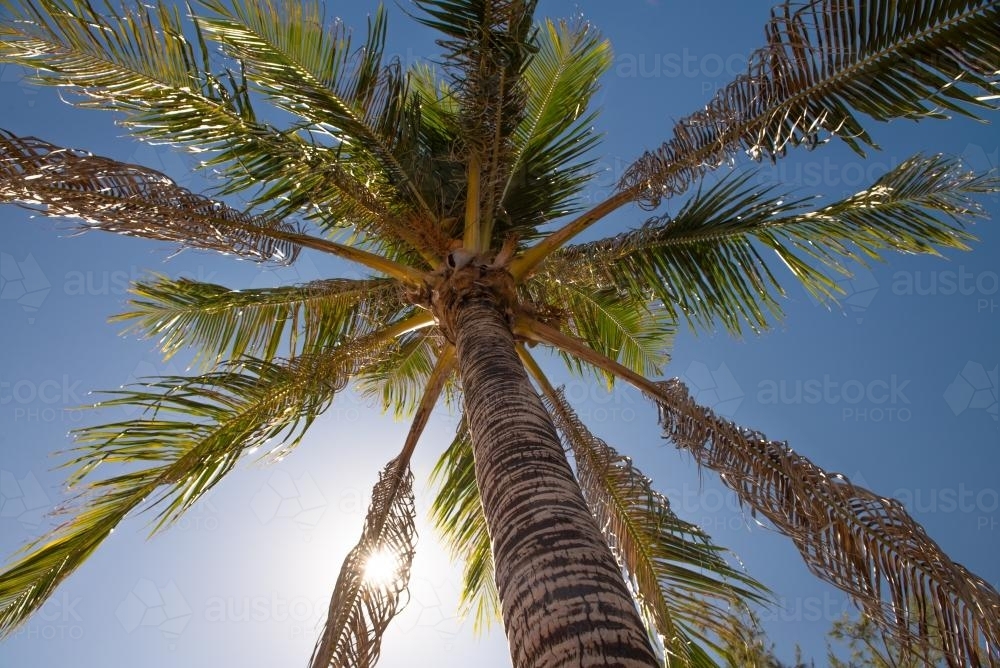 Palm tree and sunshine - Australian Stock Image