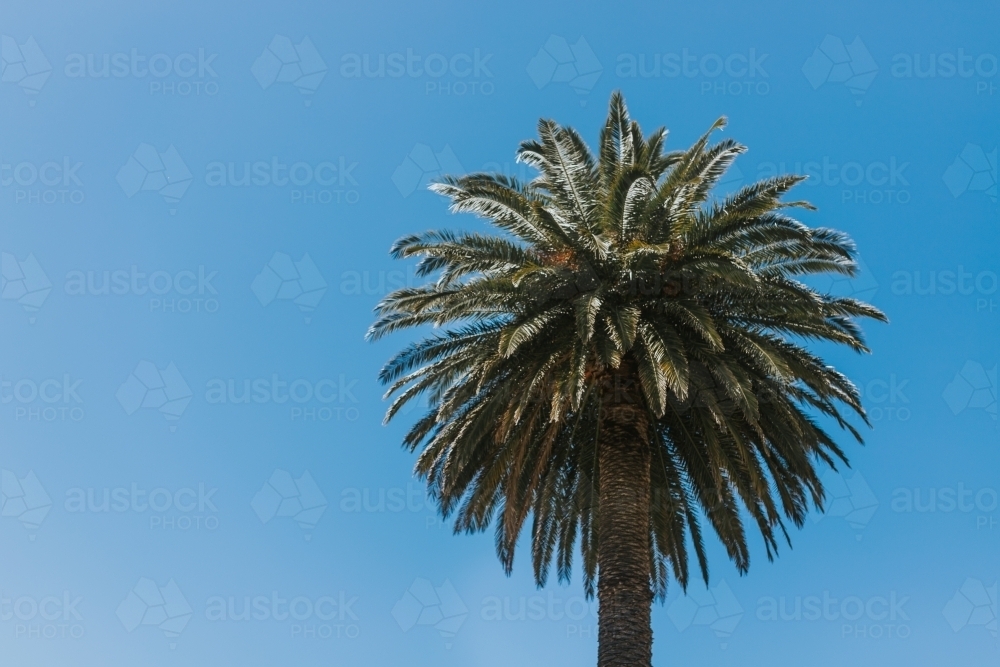 Palm Tree - Australian Stock Image