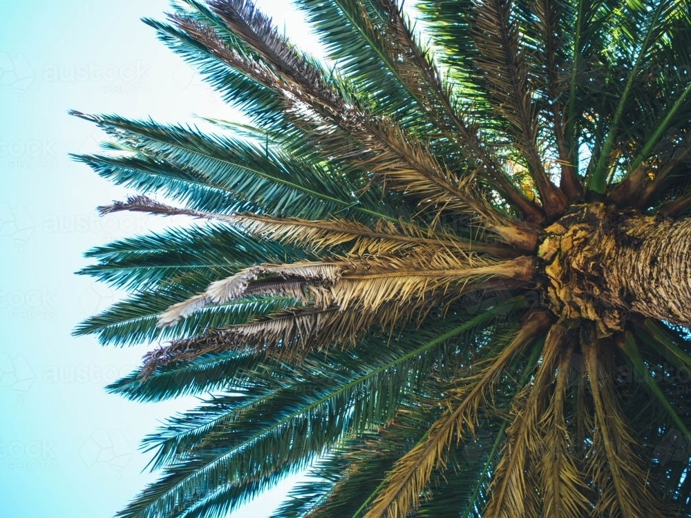 Palm tree from below - Australian Stock Image