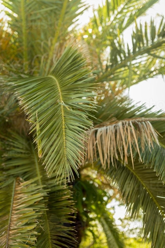palm tree frond - Australian Stock Image