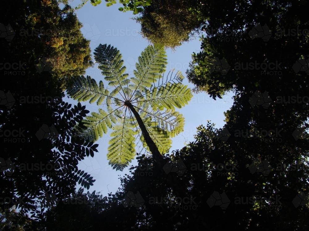 Palm tree in dense forest silhouetted against the sky - Australian Stock Image