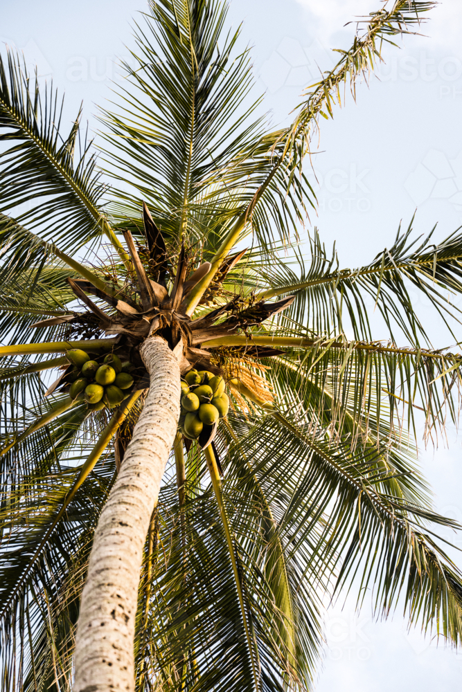 Palm tree in Yeppoon - Australian Stock Image
