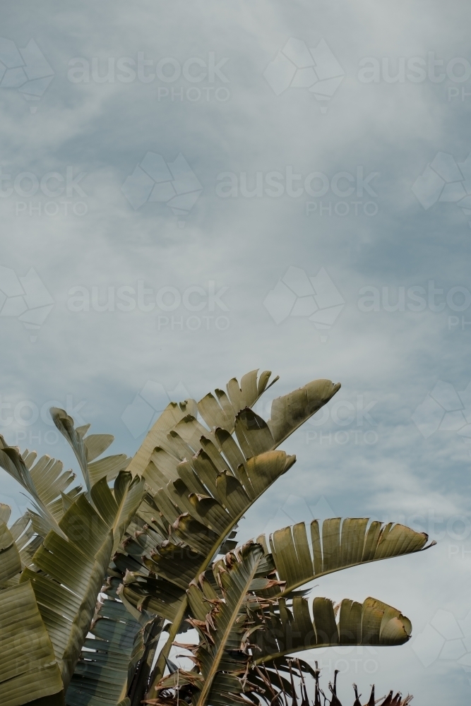 Palm tree leaves against a summer sky. - Australian Stock Image