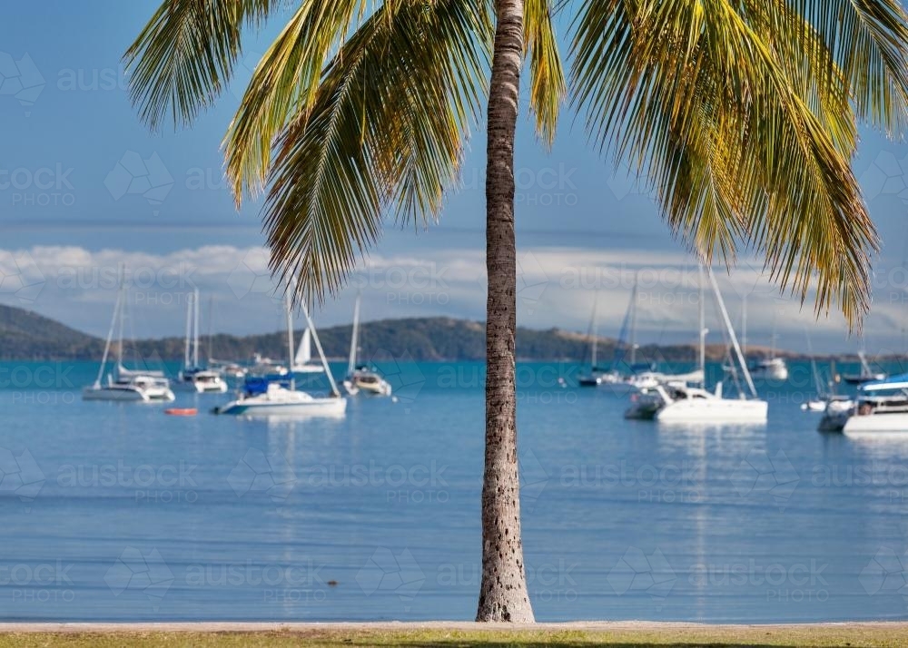 Palm tree on shoreline of Airlie Beach with boats on the water in distance - Australian Stock Image