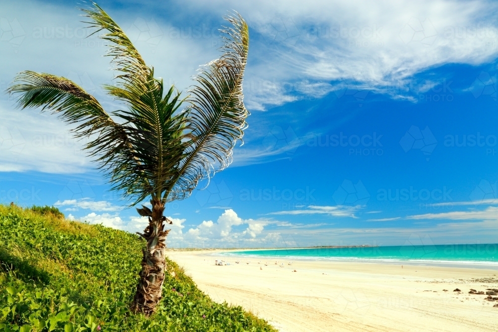 Palm tree on the famous Cable Beach - Australian Stock Image
