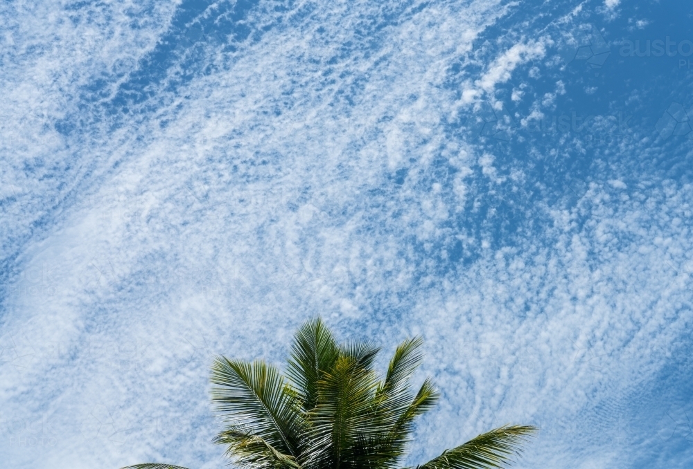 Palm tree with a beautiful blown out clouds in sky - Australian Stock Image
