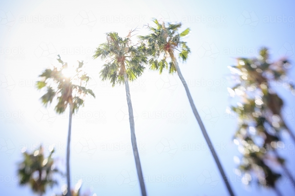 Palm trees against the sun in dreamlike state - Australian Stock Image