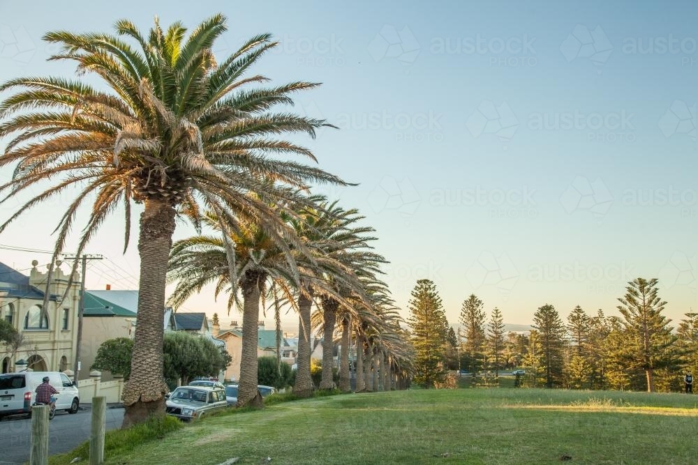 Palm trees along the side of the street and park - Australian Stock Image