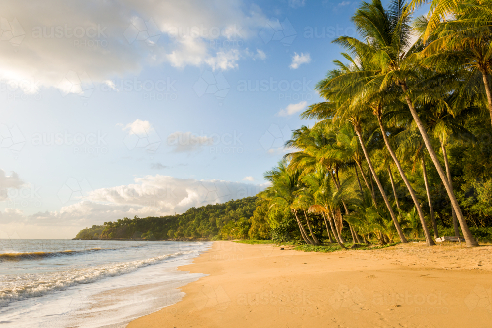 Palm trees and golden sand along Ellis Beach at dawn. - Australian Stock Image