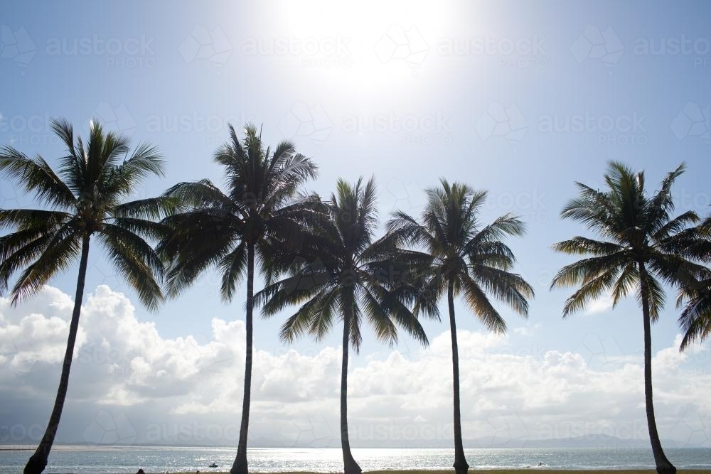 Palm trees at the beach - Australian Stock Image