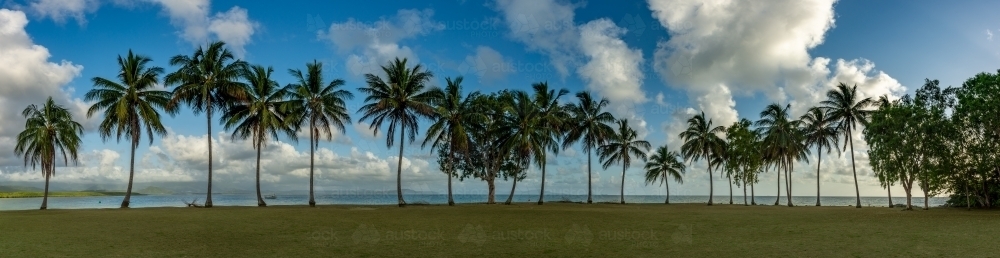 Palm trees in a row in Port Douglas - Australian Stock Image