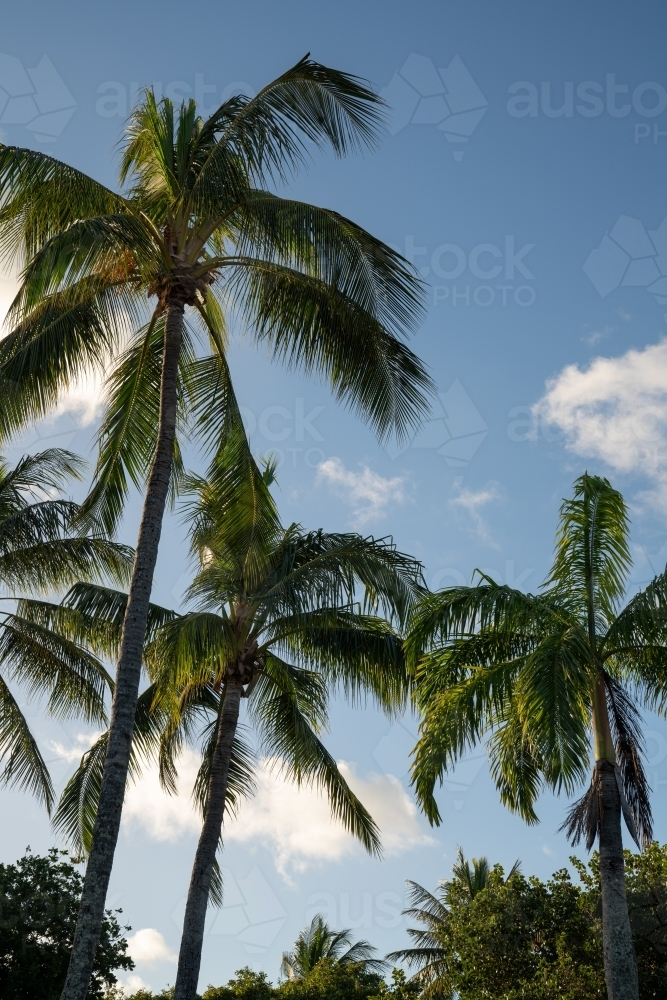 Palm trees in vertical view - Australian Stock Image