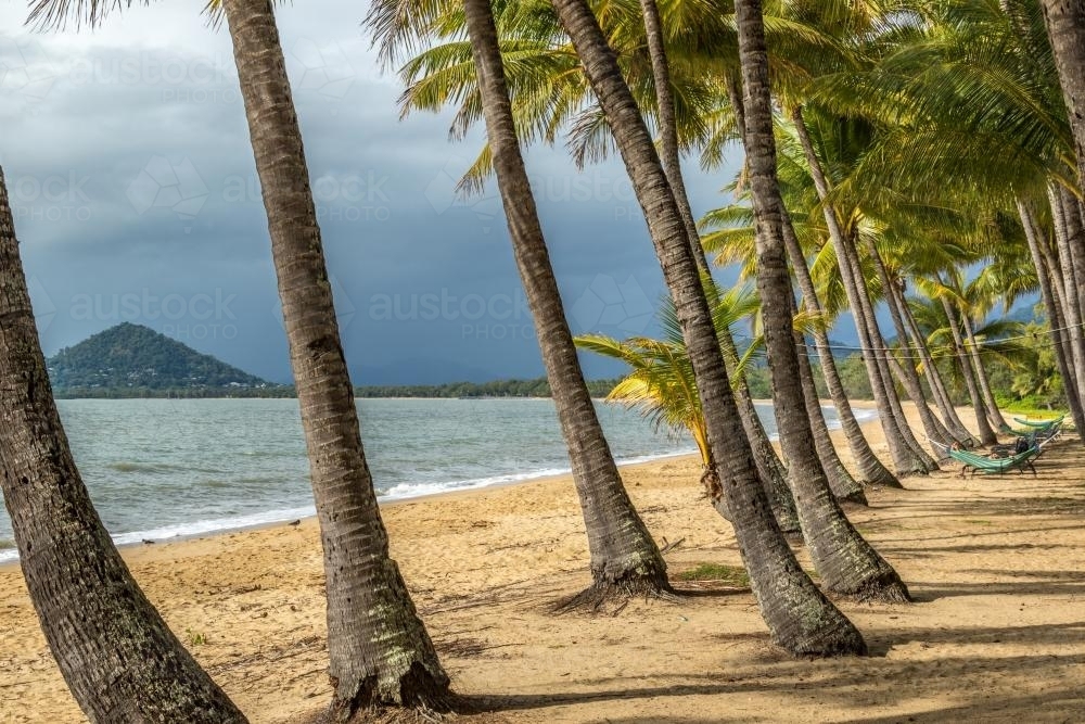 Palm trees on beach with Island background - Australian Stock Image