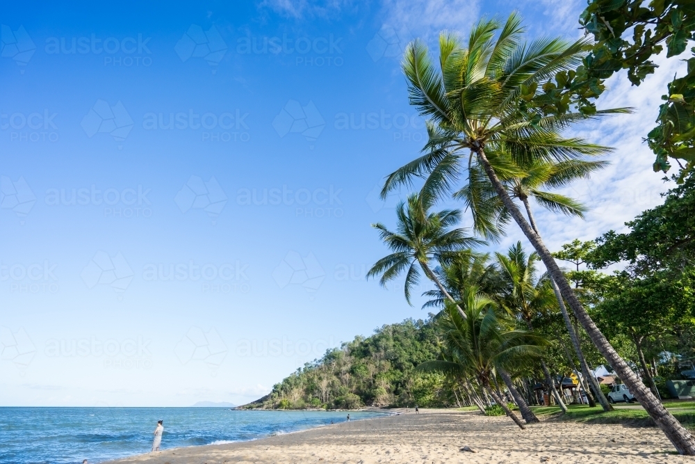 Palm trees on the beach - Australian Stock Image