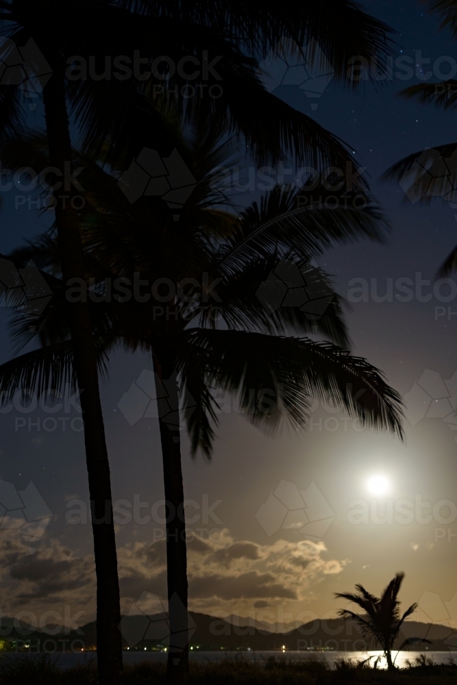 Palm trees silhouetted with the moon glowing in the night sky - Australian Stock Image