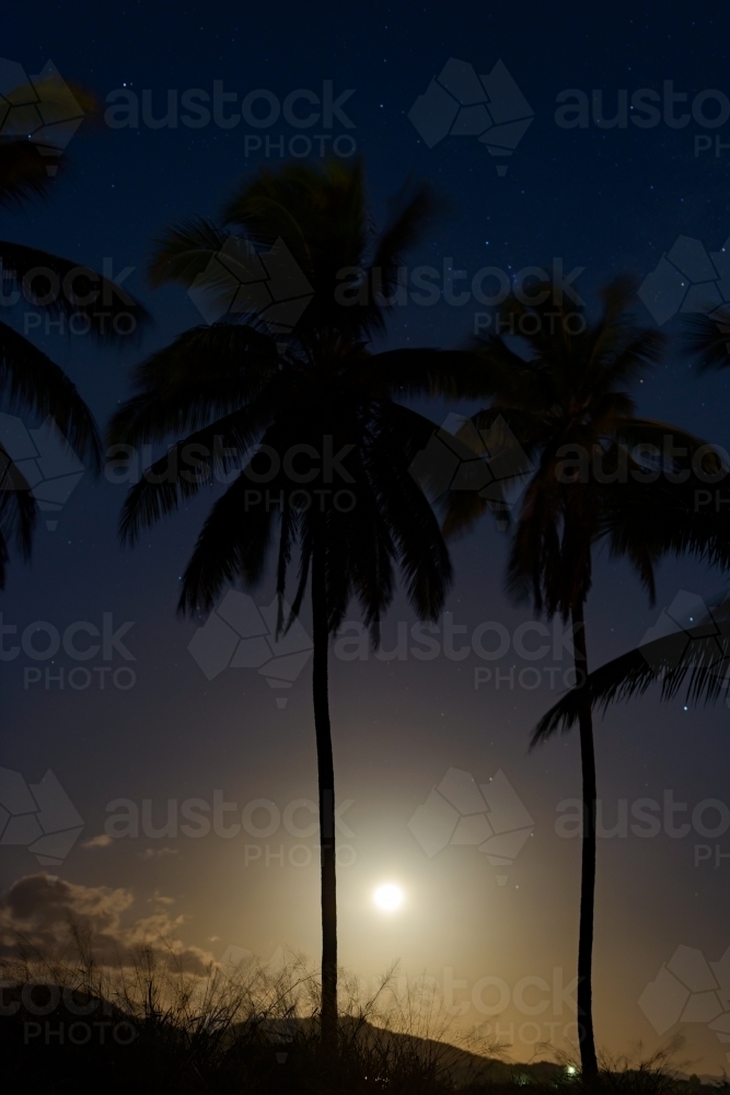 Palm trees silhouetted with the moon glowing in the night sky - Australian Stock Image