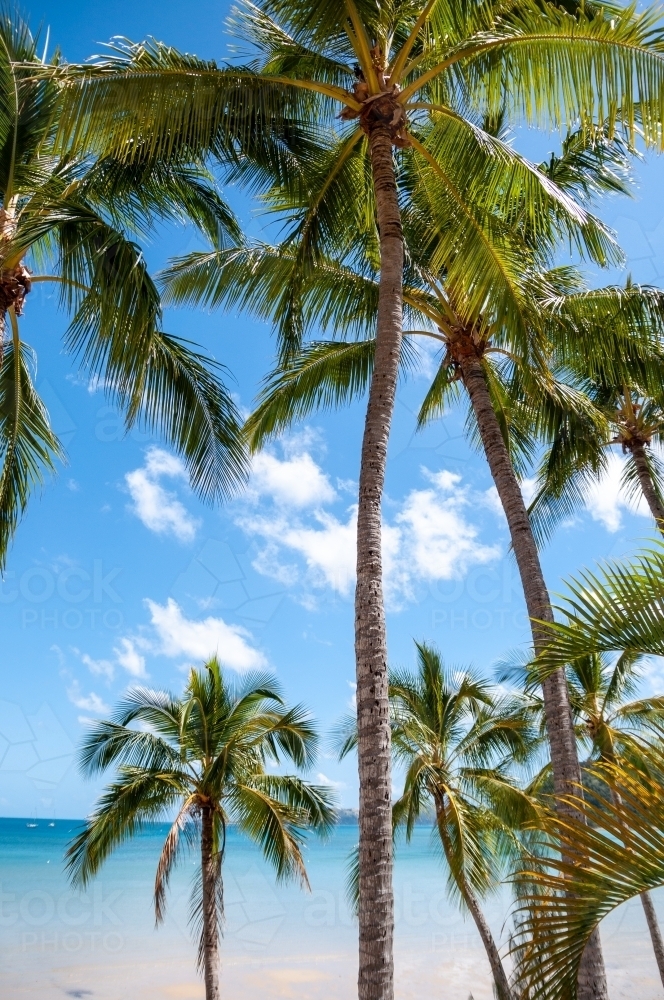 Image of Palm Trees, Whitsunday Islands, Queensland - Austockphoto