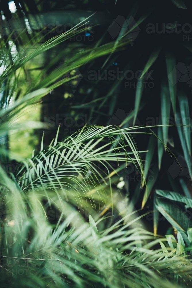 Palms in a shady garden - Australian Stock Image