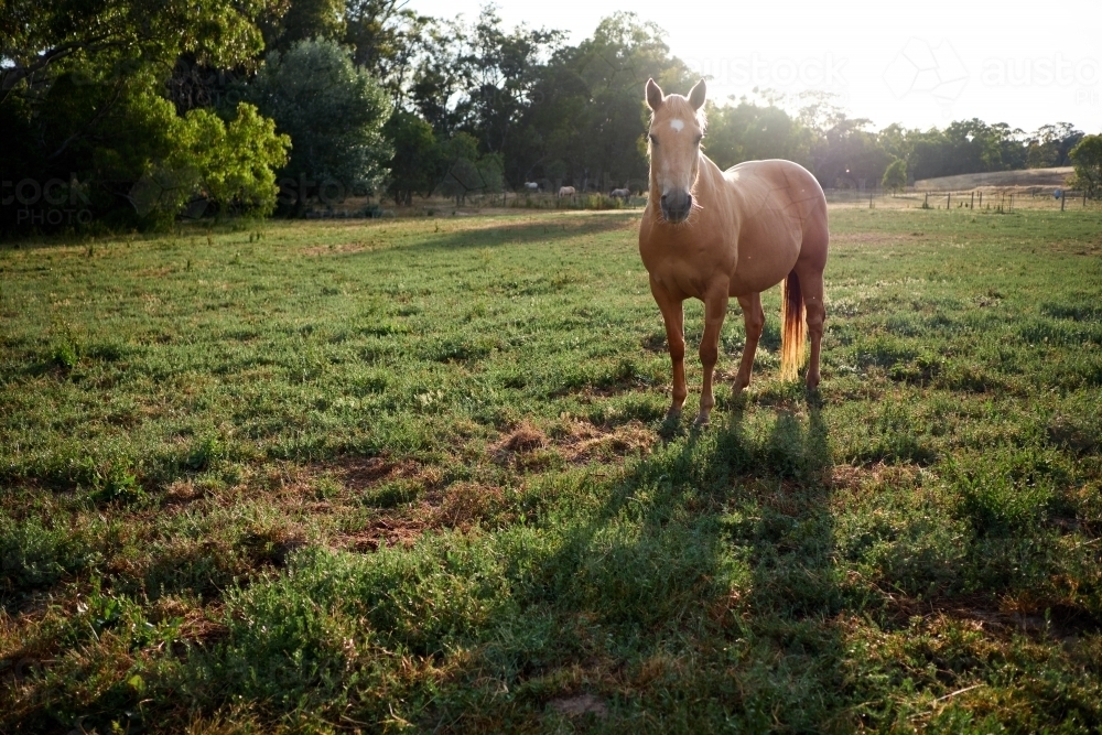 Palomino Horse Looking at Camera - Australian Stock Image