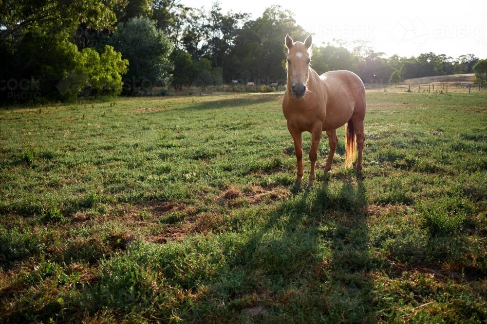 Palomino Horse standing in green grass field - Australian Stock Image