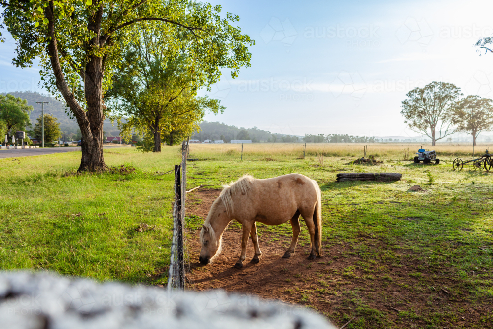 Palomino pony standing in farm paddock on cool morning   - Australian Stock Image