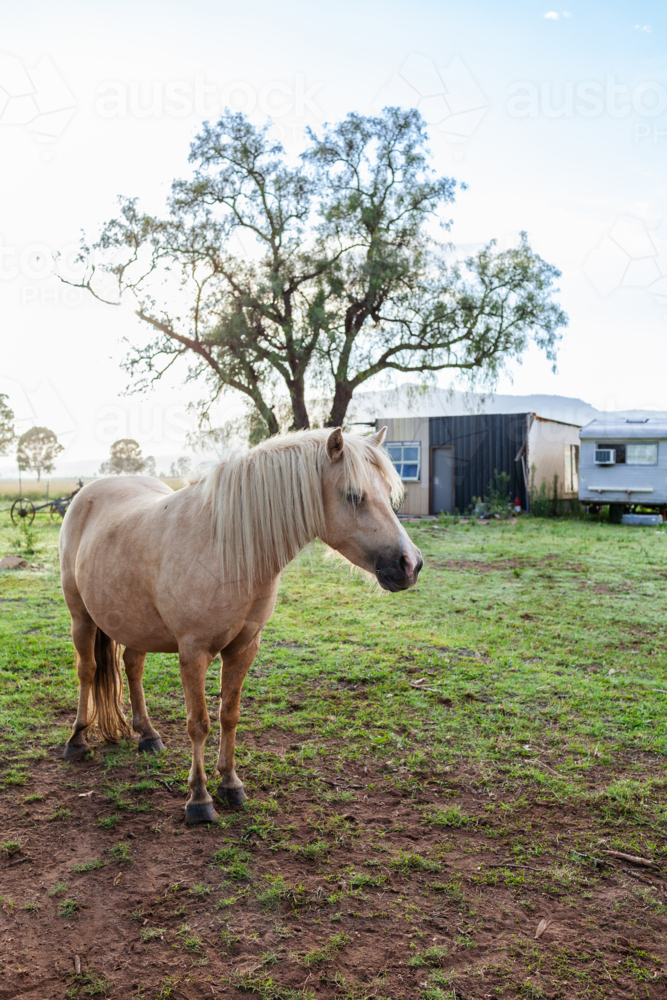 Fram Paddock Image of Palomino pony standing in farm paddock on cool morning ...