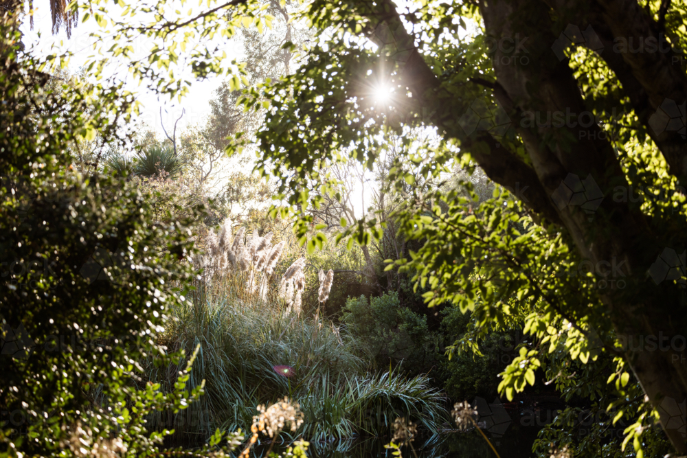 Pampas grass glowing in late afternoon sunshine beside pond in the Adelaide Botanic Gardens - Australian Stock Image