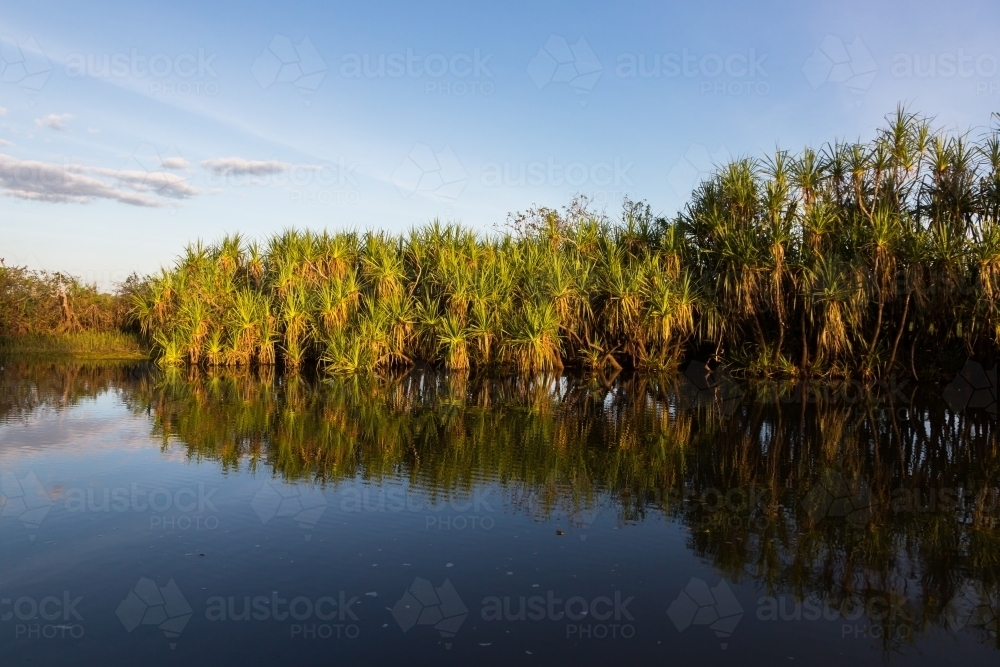 Pandanas and reflections at yellow waters, Kakadu - Australian Stock Image