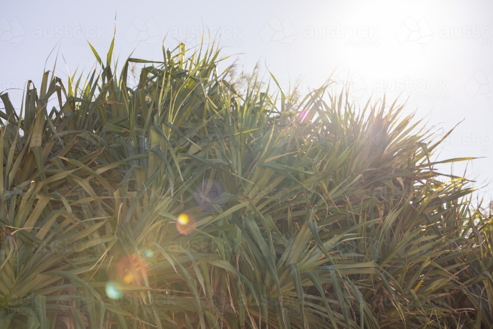 Pandanas tree on the beach at the Gold Coast in golden afternoon sunlight - Australian Stock Image