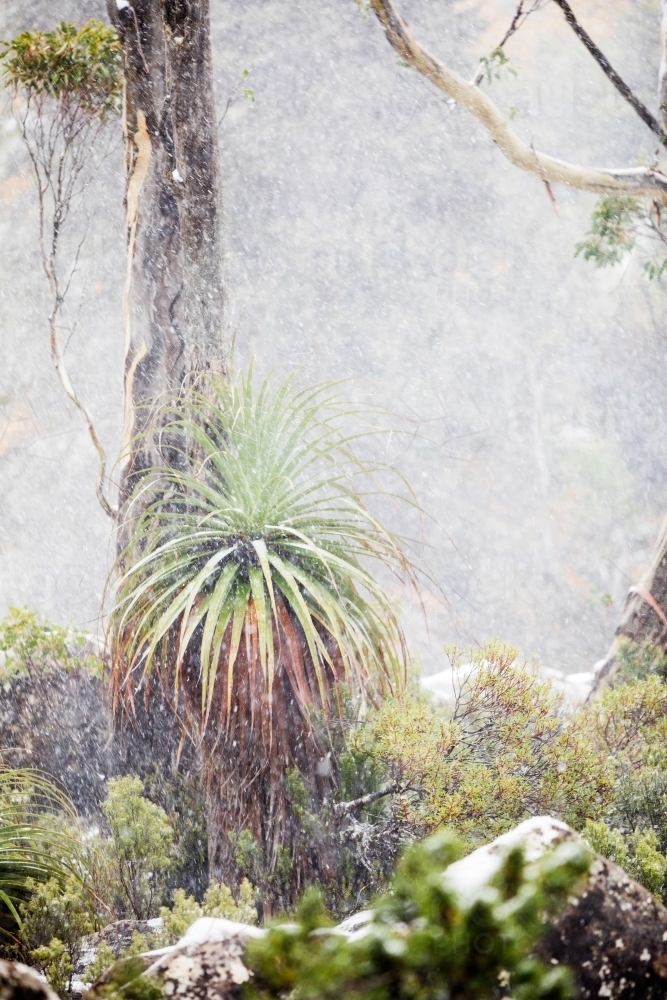 pandani and gum tree in snowy landscape - Australian Stock Image